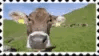 cow sniff