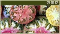 tomato slices