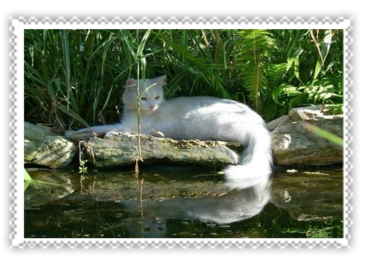 water cat