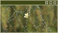 spiderweb