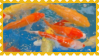 goldfish
