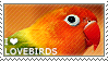 i love lovebirds