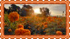 marigolds