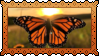 monarch butterfly