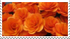 orange roses
