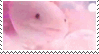 axolotl