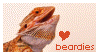 beardies