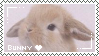 bunny