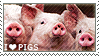 i love pigs