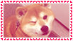 shiba inu
