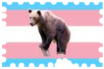 trans bear