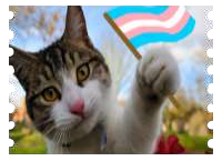 trans cat