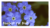 forget me not