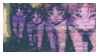 glitchy cats