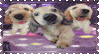 dancing puppy
