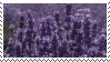 salvia