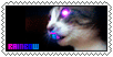 cat lick