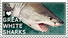 i love great white sharks