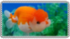 oranda goldfish