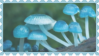 mushrooms