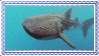 whale shark