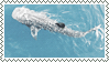 whale shark