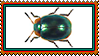 beetle
