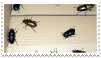 bugs