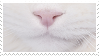 cat mouth