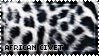 african civet