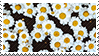 daisies