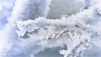frost