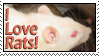 i love rats