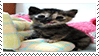 kitten