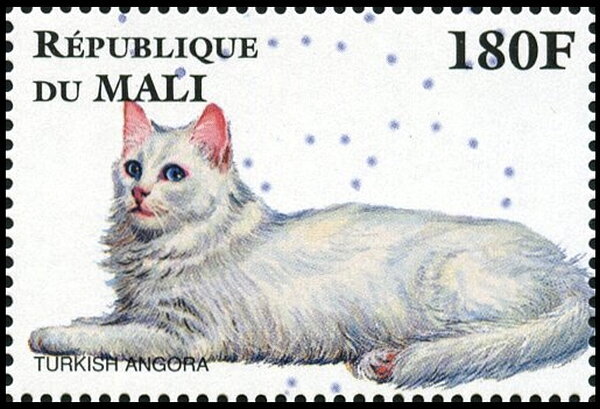 mali cat