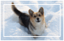corgi in snow