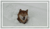 shibe in snow