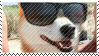 sunglasses dog