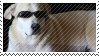 sunglasses dog
