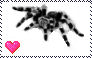 tarantula