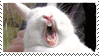 animals yawning