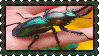 beetle