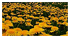 field of marigolds