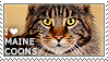  i love maine coons