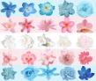 trans flag using flowers