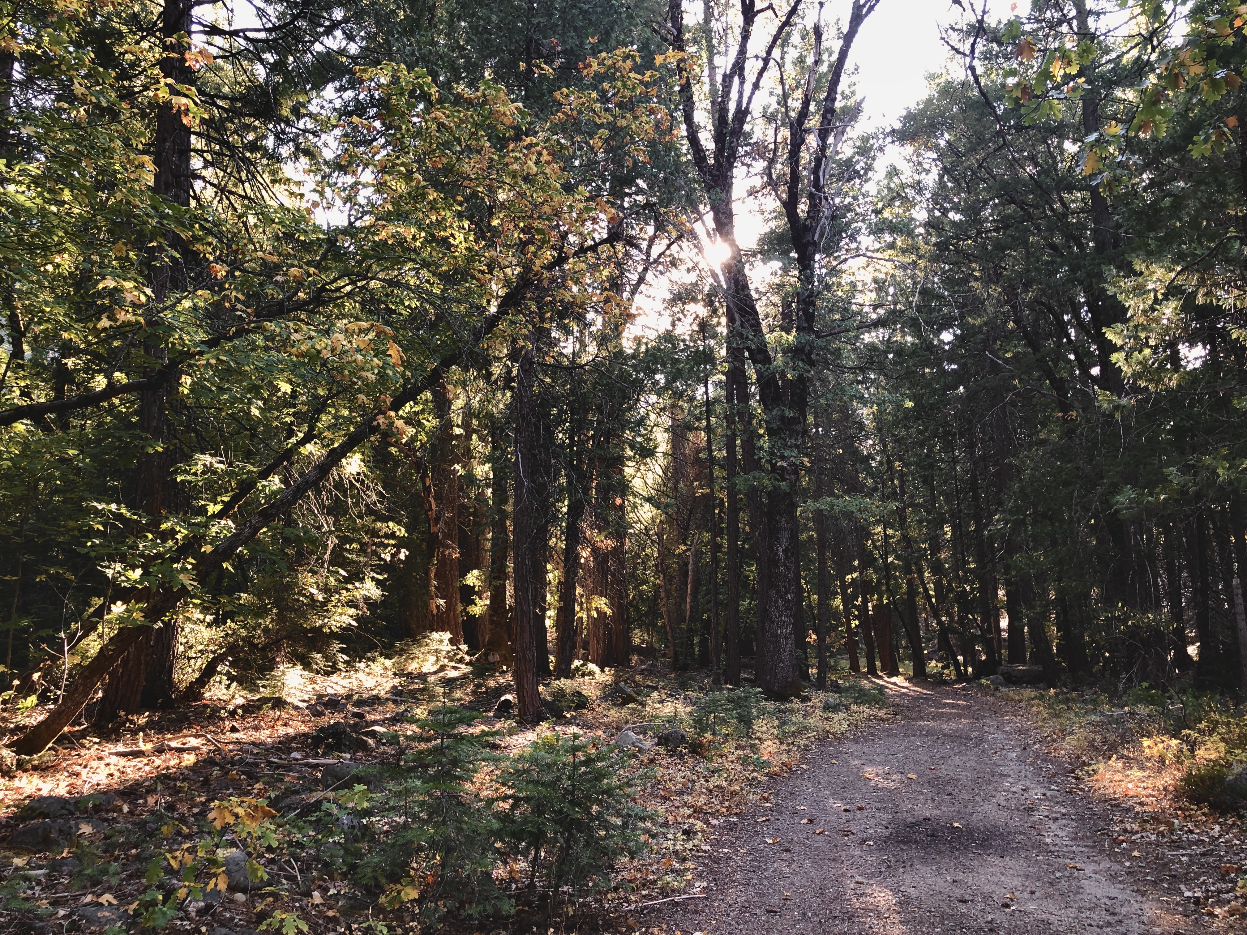a gravel path through a forest