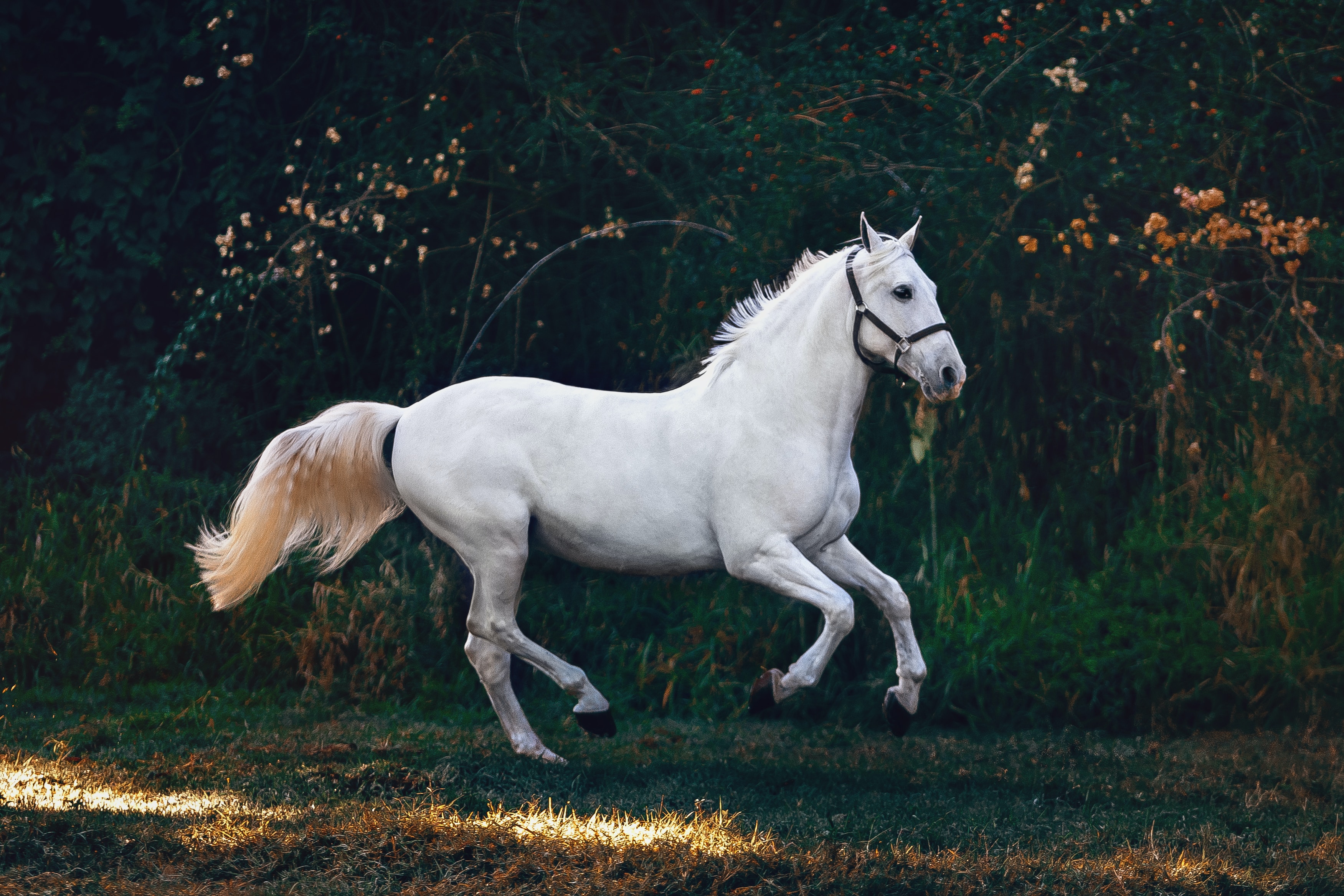 a white horse mid run in a position that can only be described as frolicking.