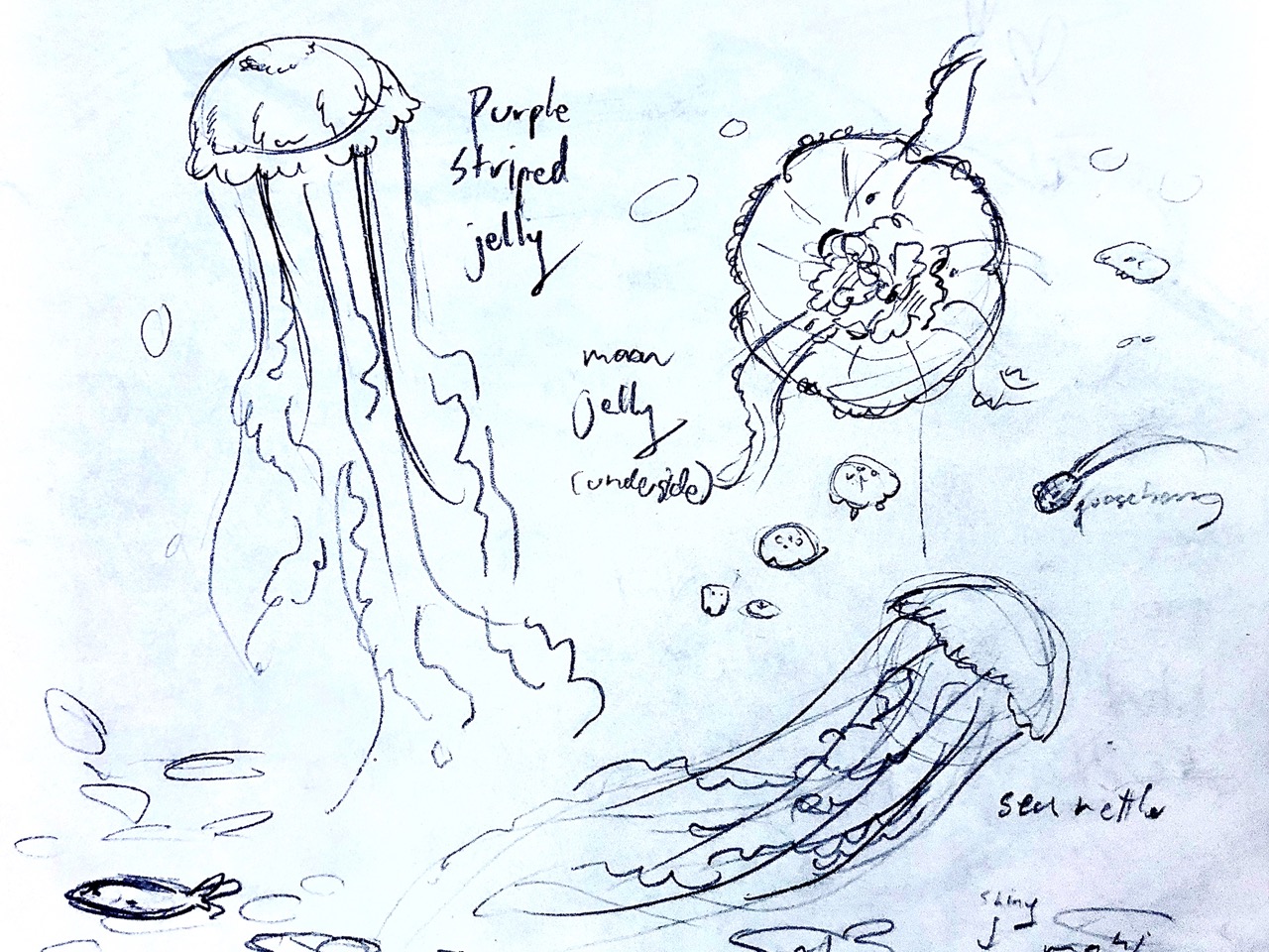 every image in this page is a pencil sketch edited to be more legible on a screen. this one shows sketches of a purple striped jellyfish, a sea nettle, and the underside of a moon jelly. there's a very slight indigo tint.