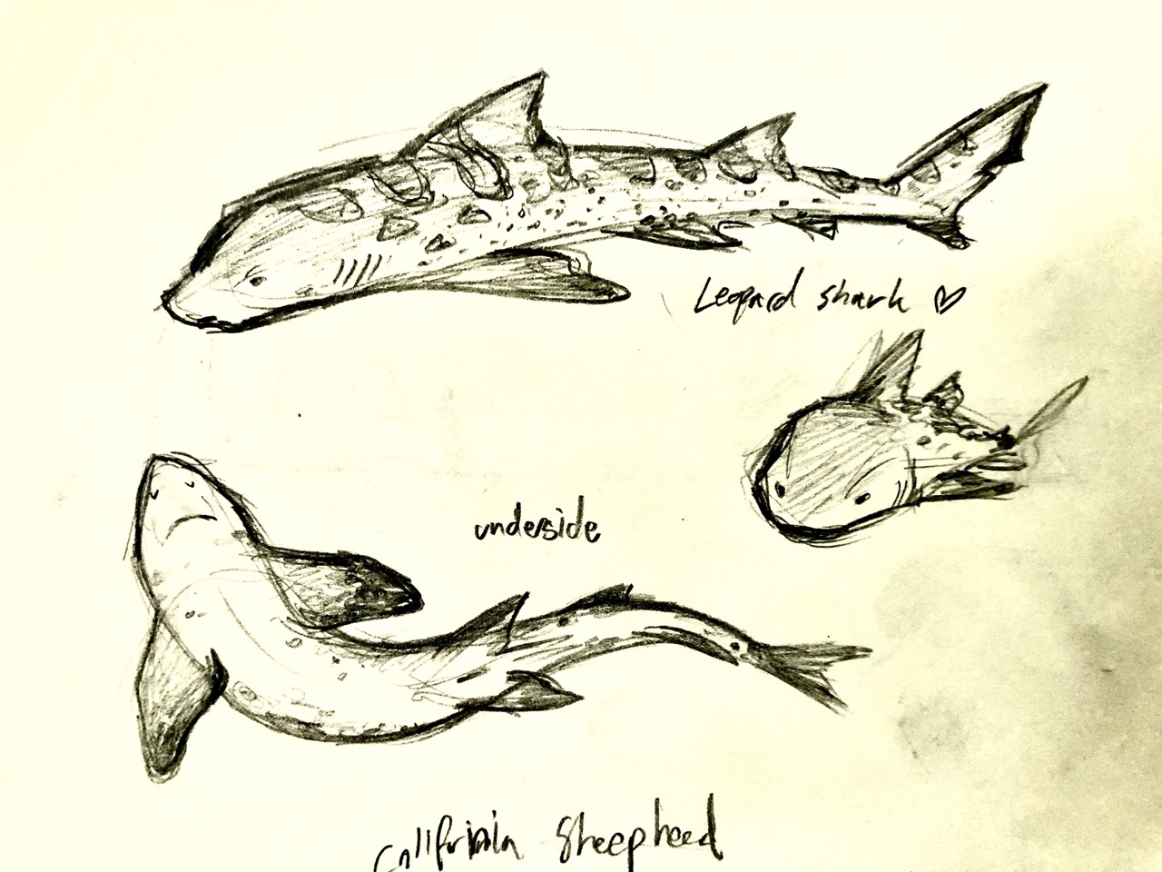 various sketches of a leopard shark-- front on, underside, and from the side.