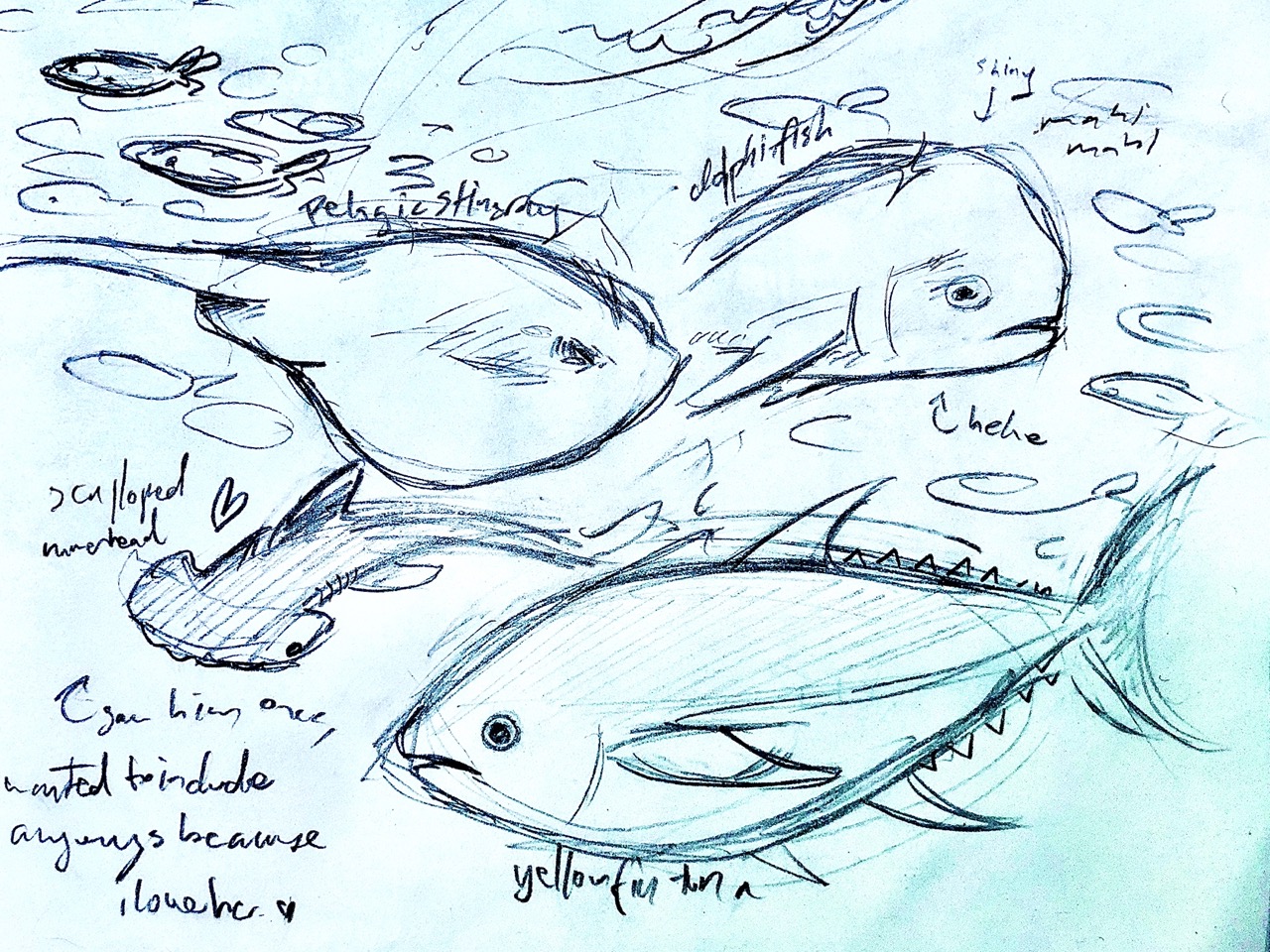 a pelagic stingray, dolphinfish, and yellowfin tuna, with a hammerhead and a school of sardines in the background. this sketch is tinted a pale blue.